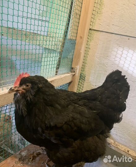 Инкубационное яйцо Фавероль