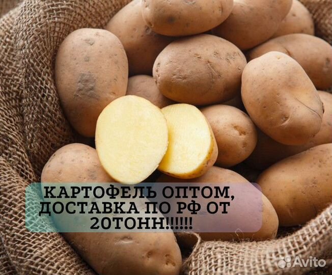Картофель белый оптом от 20 тонн