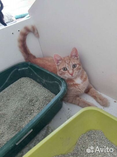 Кошечка, 8 месяцев