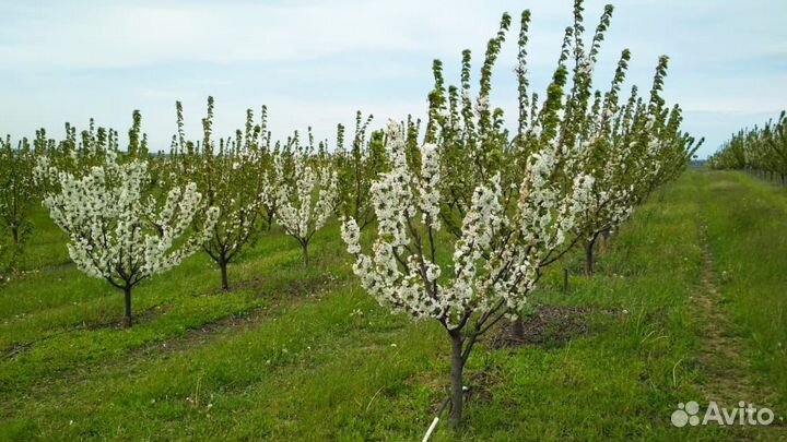 Черешневый сад