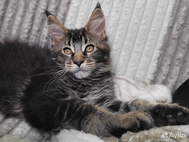 Котята мейн-кун