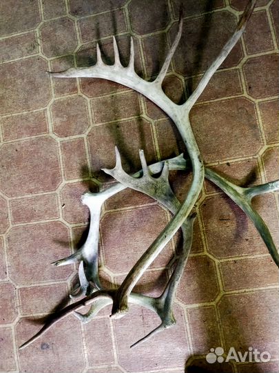 Рога оленя и лося