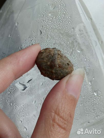 Окаменелости лотом