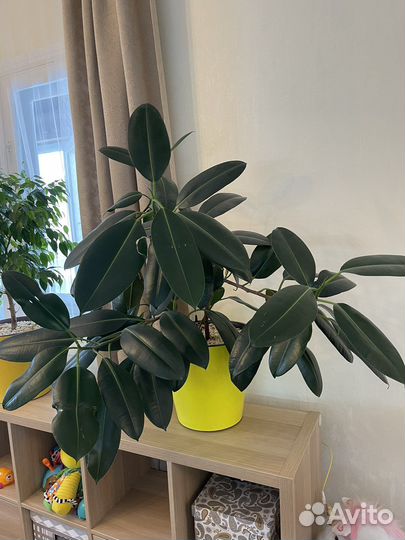 Фикус напольный