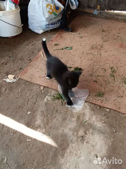 Котята мышеловки в добрые руки