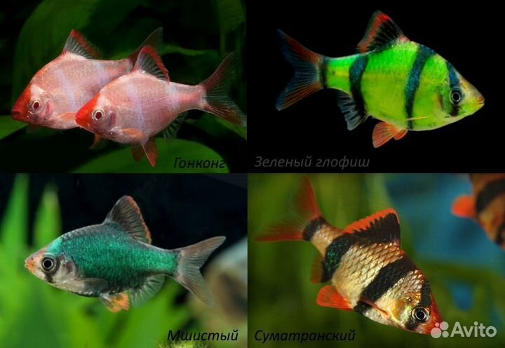 Барбусы 15 видов