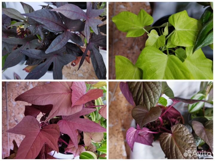 Ипомея батат черенки