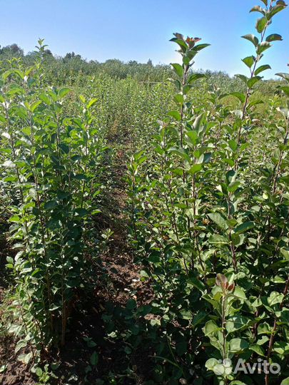 Подвой алыча, жердела, дюсен, антипка