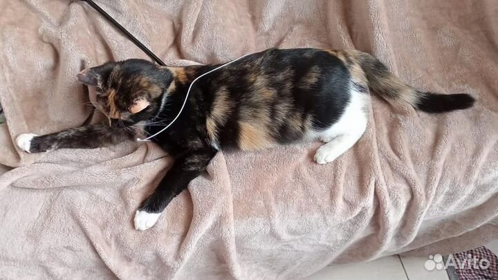 Ласкучая химера кошка в добрые руки