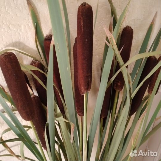 Камыш натуральный сухоцветы интерьер