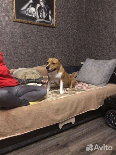 Щенки амстаффа