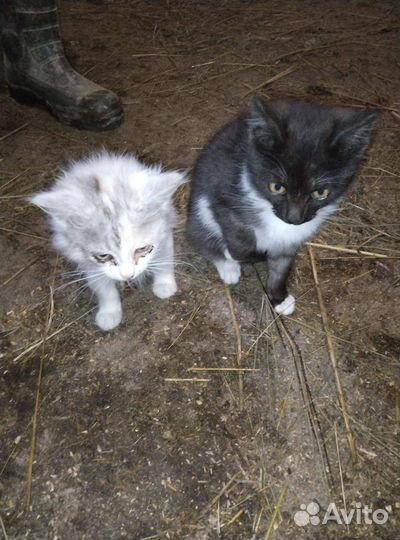 Котята в добрые руки