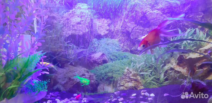 Аквариум