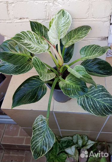 Филодендрон Биркин