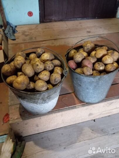 Продам семенной картофель