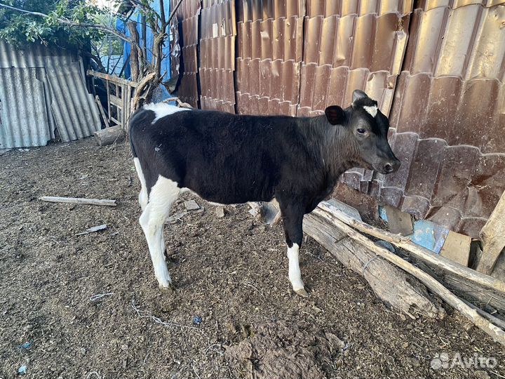 Бычки и телята