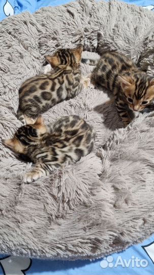 Бенгальские котята