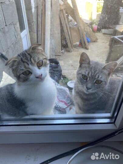 Отдам бесплатно кошку