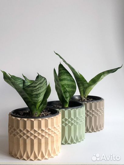 Сансевиерия ханни