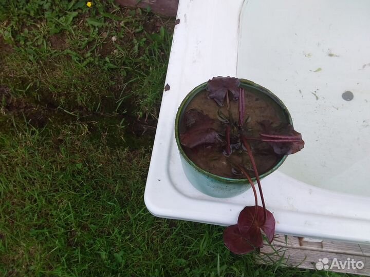 Кувшинка Роуз Эйри