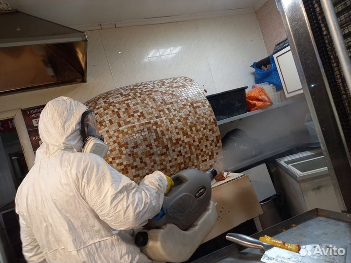 Уничтожение клопов, тараканов, муравьев, плесени