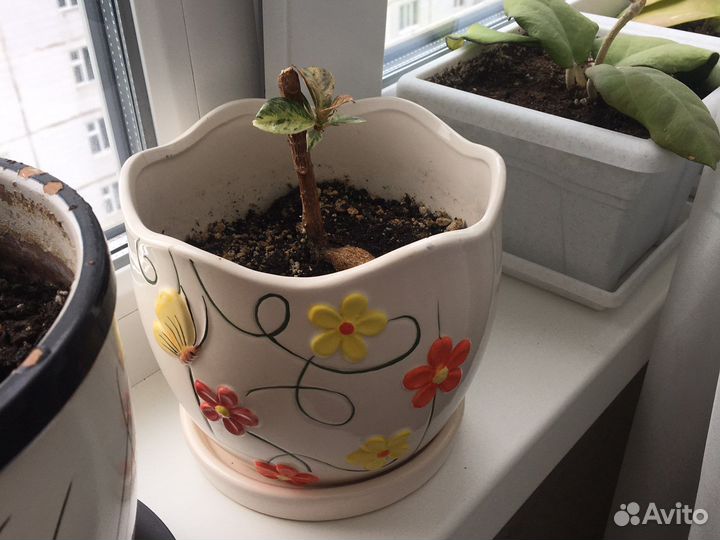 Фикус шривериана