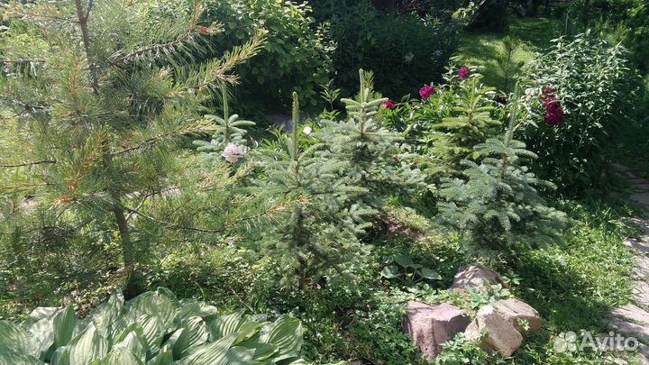 Ель сизая колючая