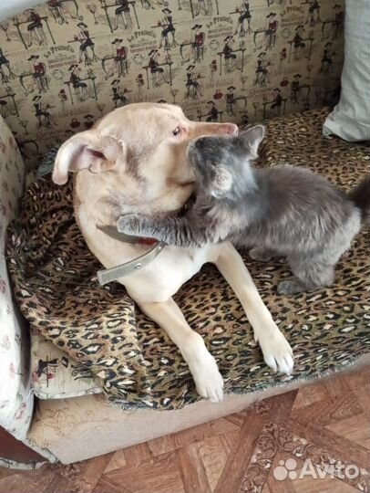 Лорд добряк 2 года