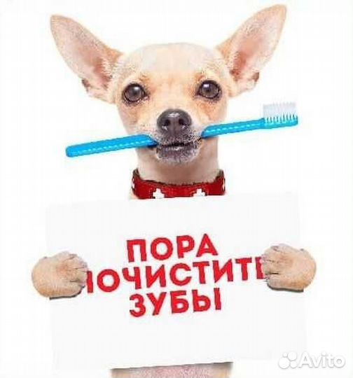 Ветеринарный врач на дом