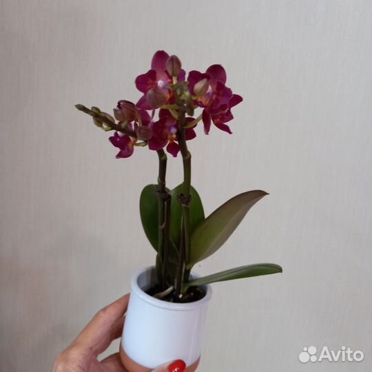 Орхидея фаленопсис мини бабочка, пелор