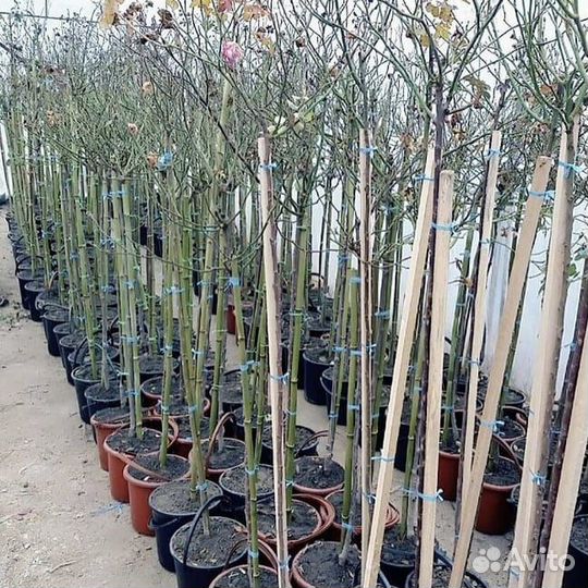 Штамбовые розы