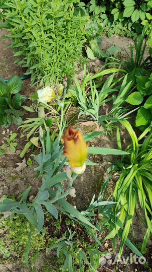 Ирисы бородатые