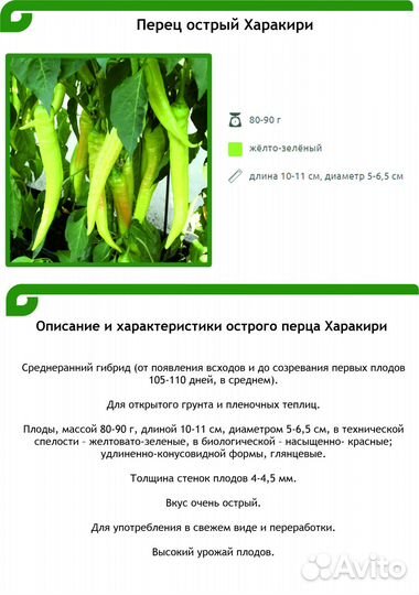 Рассада острого перца - сорт Харакири