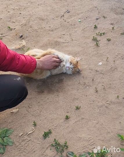Ручной котик-подросток на улице, ищет добрые руки