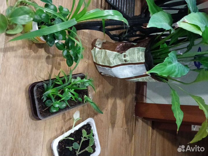 Комнатные цветы