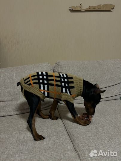 Свитер для собак мелких пород
