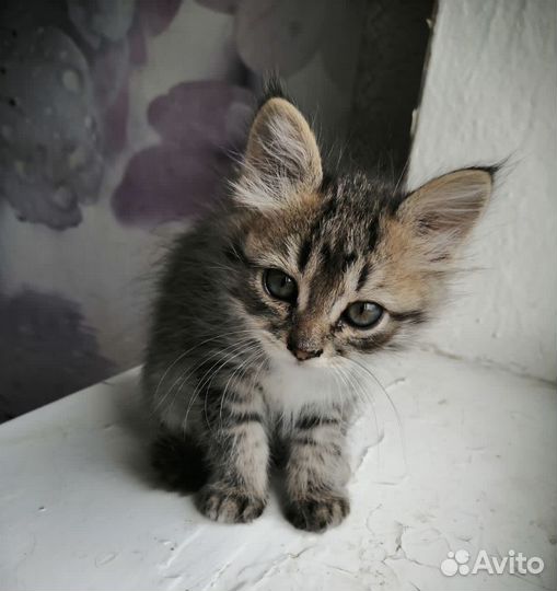 Котёнок