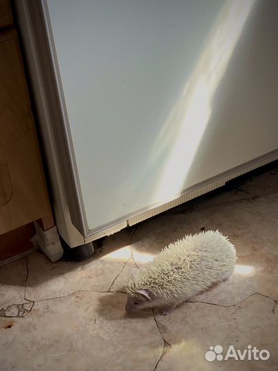 Африканский ежик альбинос