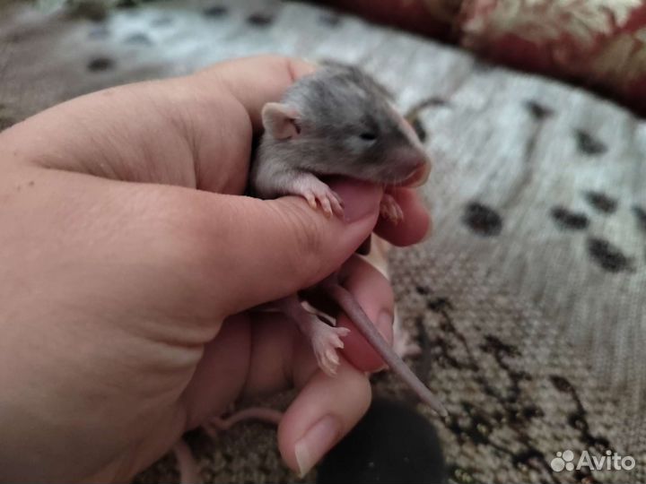 Крысята дамбо