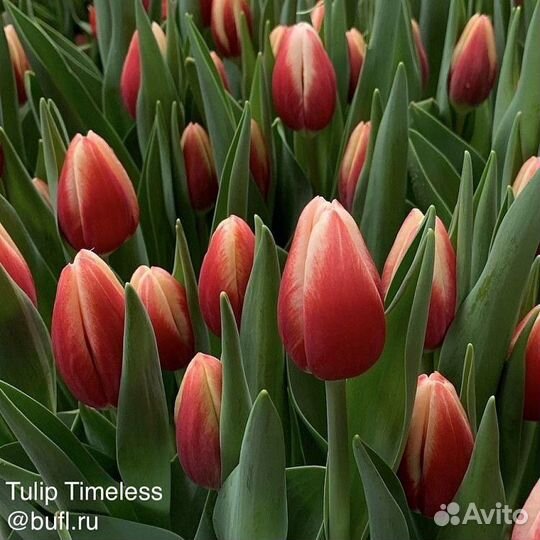 Тюльпаны к 8 марта букеты