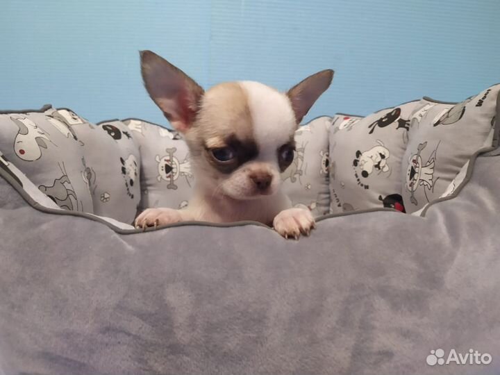 Чихуахуа щенок маленький мальчик Султан