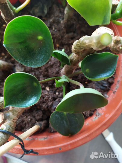 Пеперомия рейндроп Raindrop