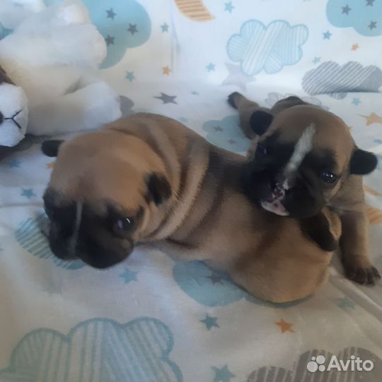 Французский бульдог щенки