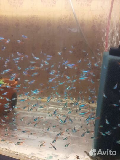 Неон голубой