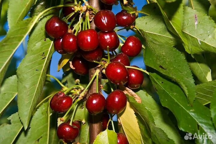 Канадские зимостойкие сорта черешни