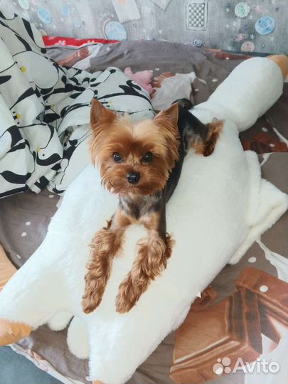 Йоркширский терьер вязка мальчик