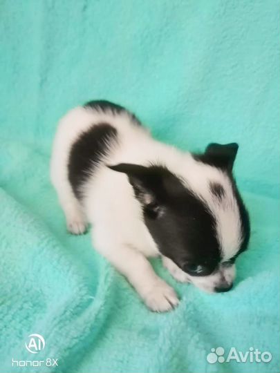 Продам щенков чихуахуа