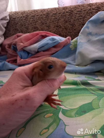 Алтайские белки