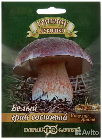 Мицелий грибов