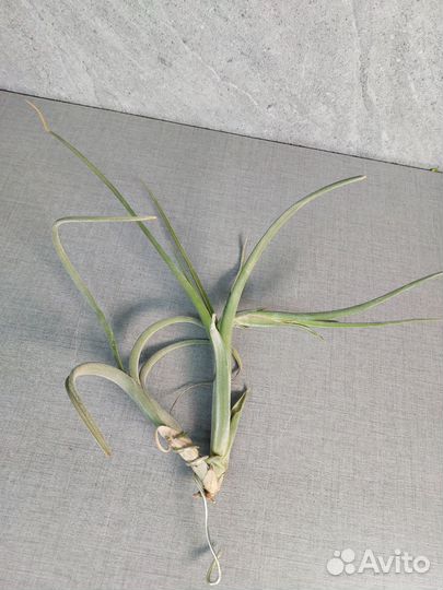 Тилландсия интермедия